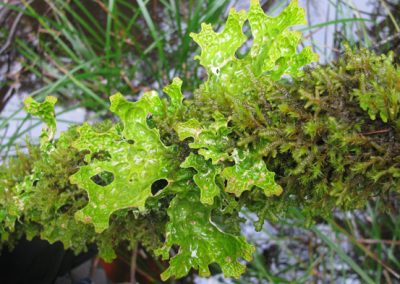 Epiphytes indicative of rich substrate