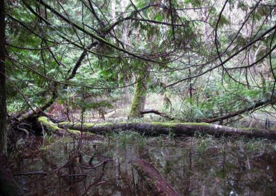 A rare ecosystem type in the southern Gulf Islands