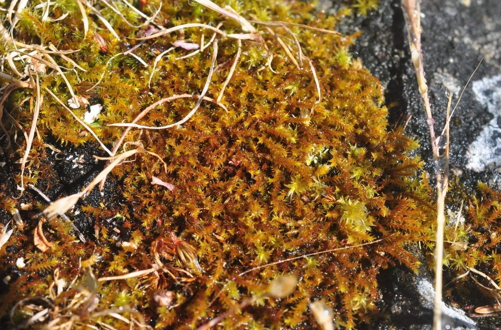 Of rare butterflies and mosses rarer still