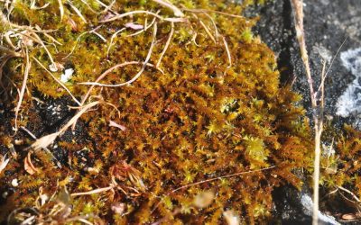 Of rare butterflies and mosses rarer still