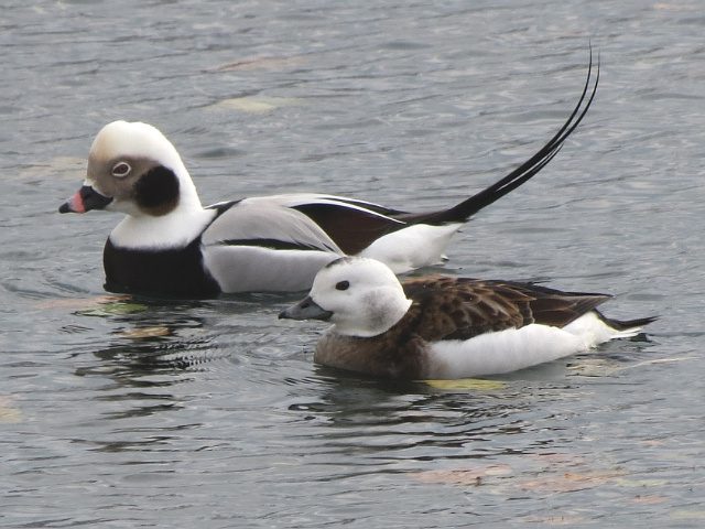 Long-tailed Duck (Clangula hyemalis) – Blue-listed (S2S3B,S4N 2015)