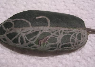 Unidentified leaf miner on Arctostaphylos. Photo credit Ken Schneider (2008)