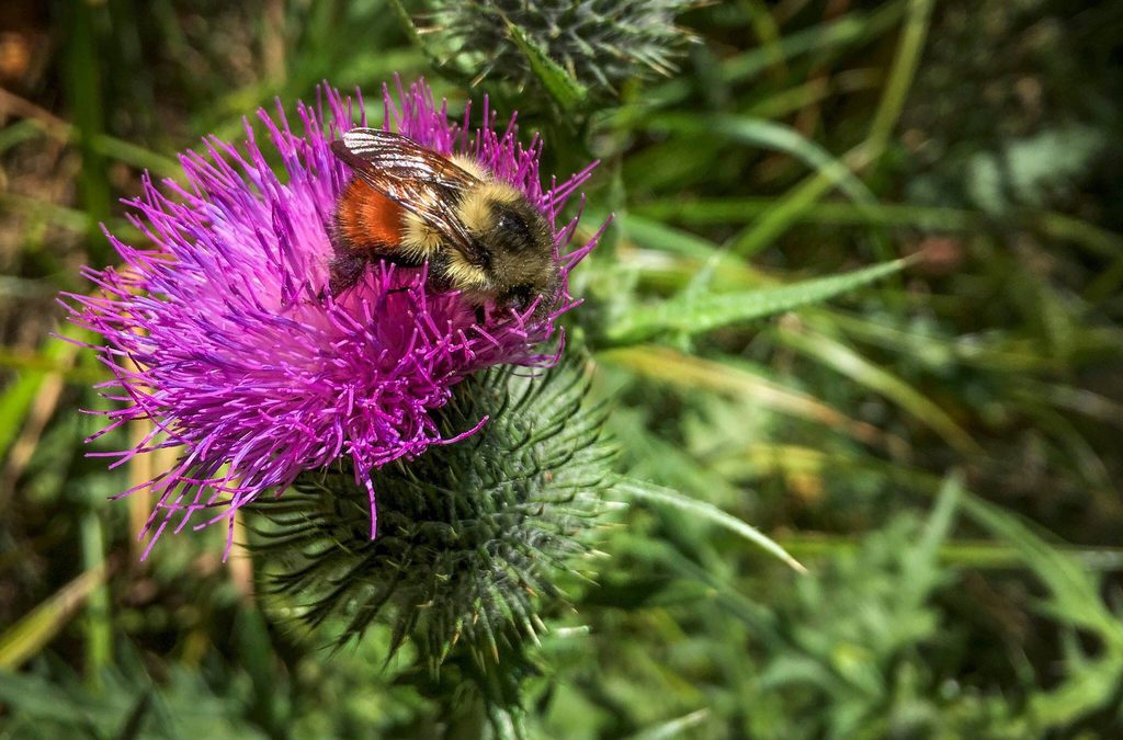 Spring 2017 Bee Survey Preliminary Results