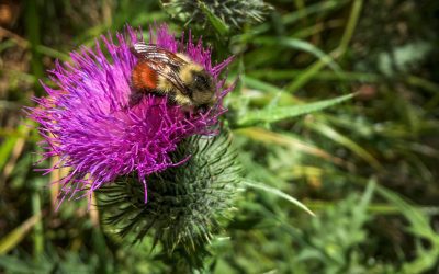 Spring 2017 Bee Survey Preliminary Results