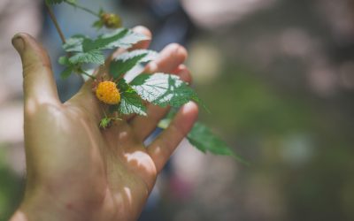 Bioblitz Galiano 2017 Results