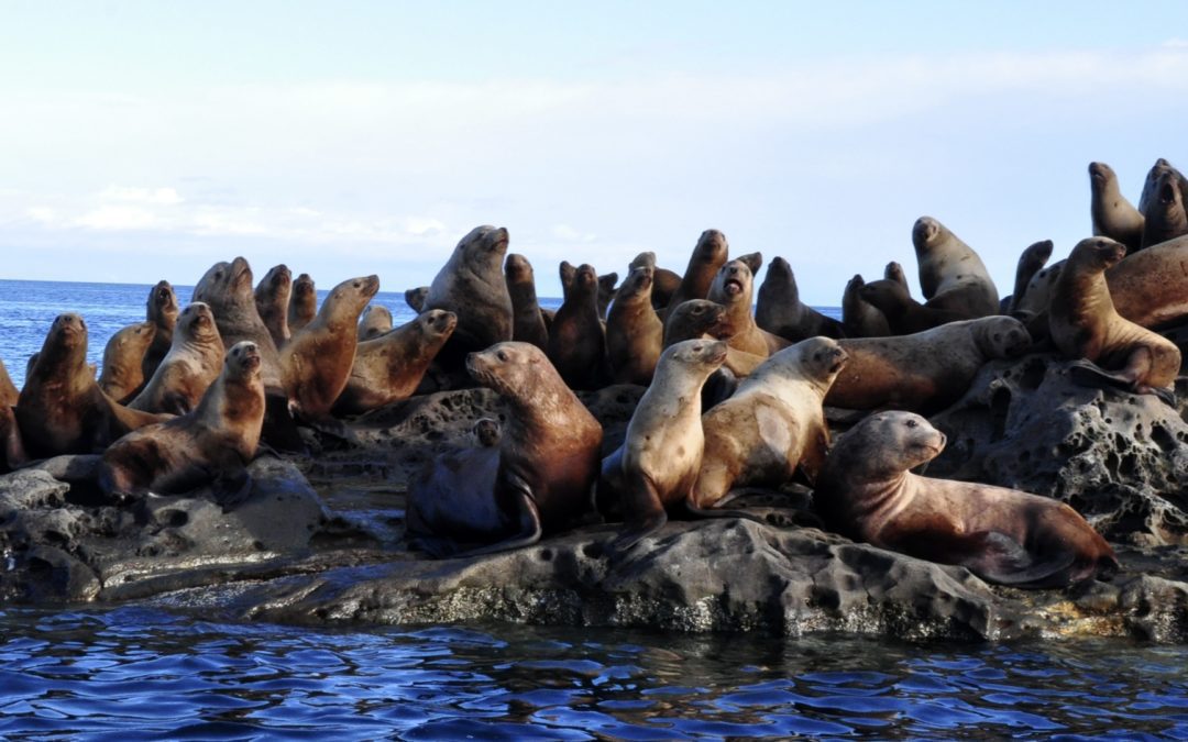 A Steller Sealion’s Diet