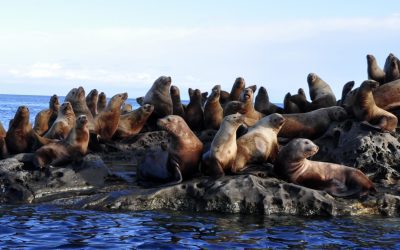 A Steller Sealion’s Diet