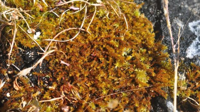 Perhaps the rarest species known to our region. This is the only population of Triquetrella californica known throughout all of Canada.