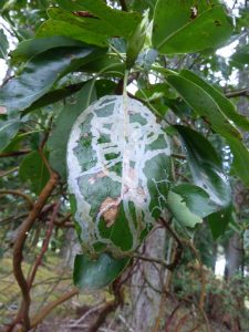 Marmara arbutiella on Arbutus, seen on Galiano Island. Photo Credit Scott Gilmore.