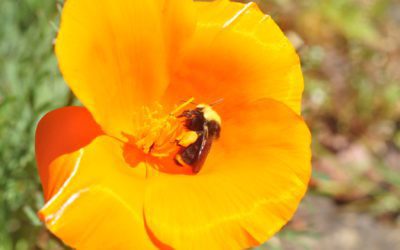 Galiano Island harnesses iNaturalist to detect historical changes in the local bumble bee community